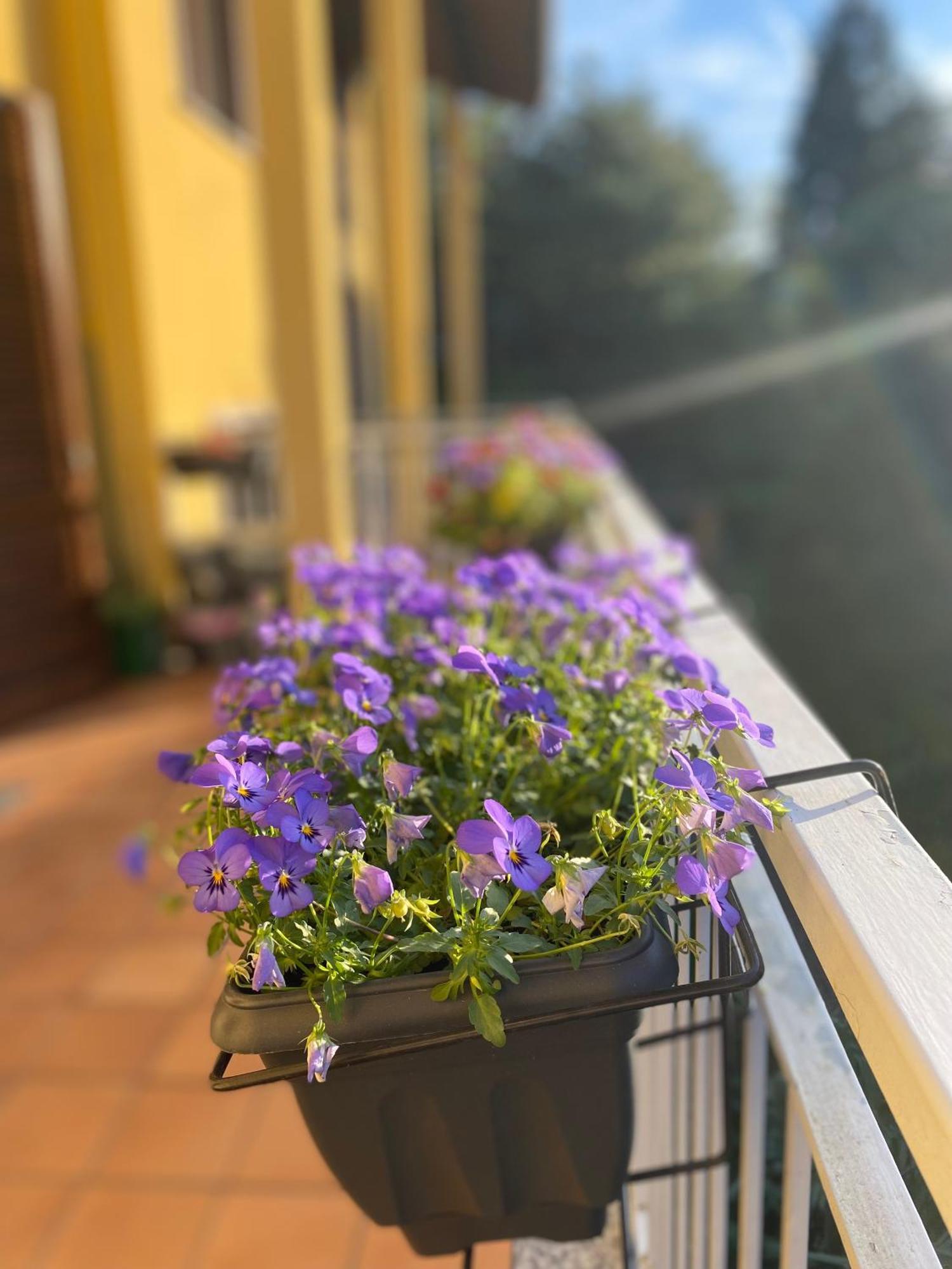 Appartamento Anna Lungo Fiume - Lago Maggiore Sesto Calende Buitenkant foto